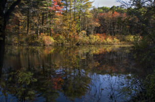 Nagog Pond Updates